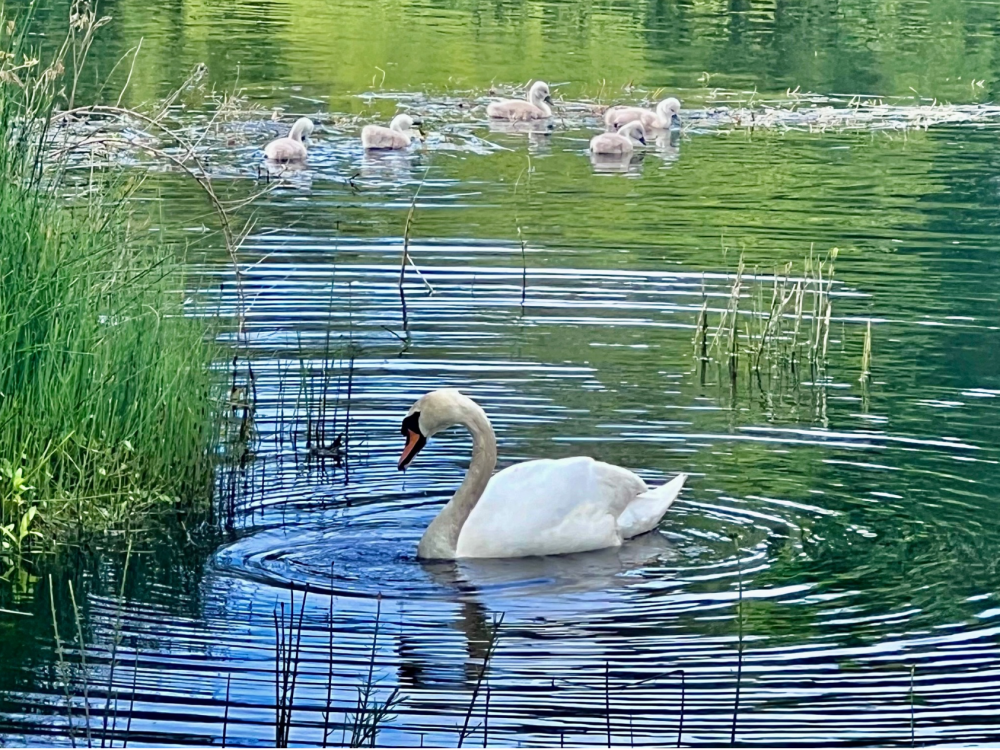 Swans at Lochans 