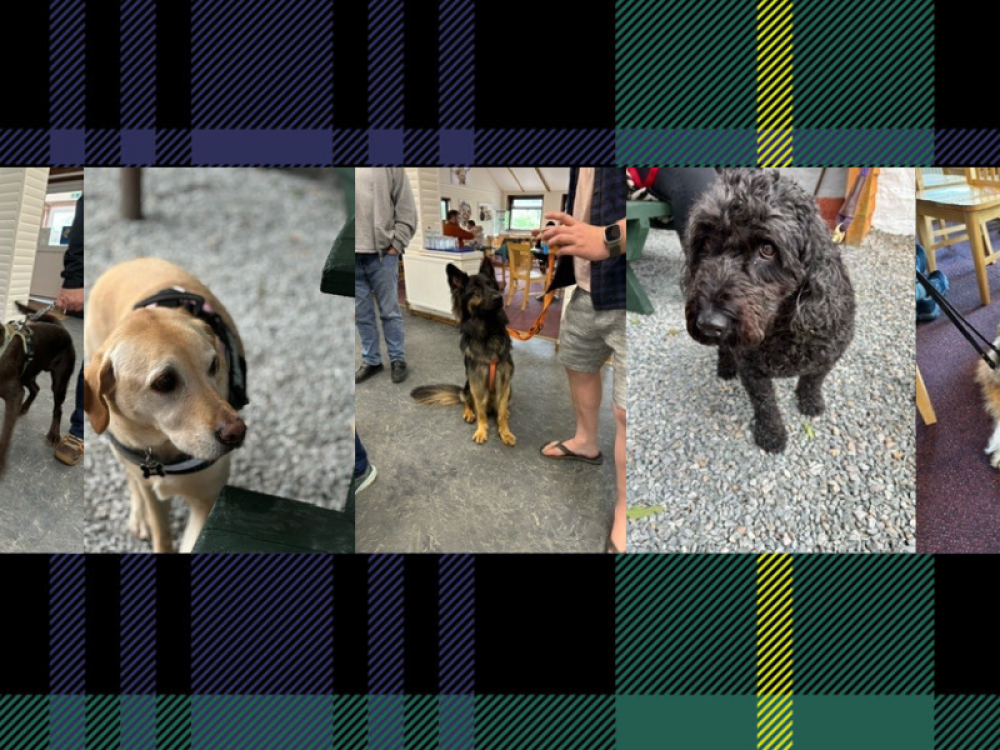 tartan dogs